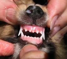 子犬の歯